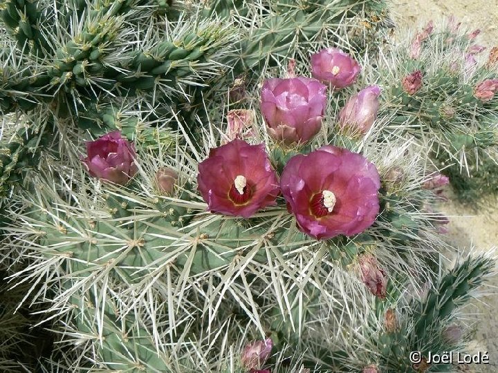 Cylindropuntia rosea P1150298